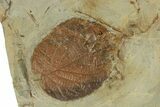 Plate with Four Fossil Leaves (Three Species) - Montana #271014-2